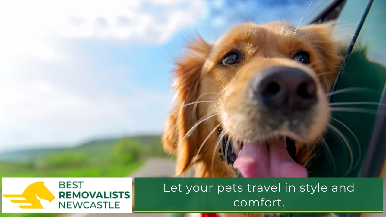 Let your pets travel in style and comfort.